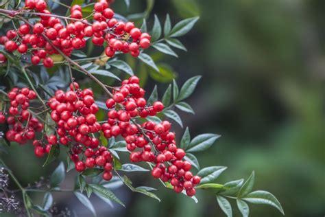 南天 風水|南天（ナンテン）とは？種類や特徴・花言葉を。